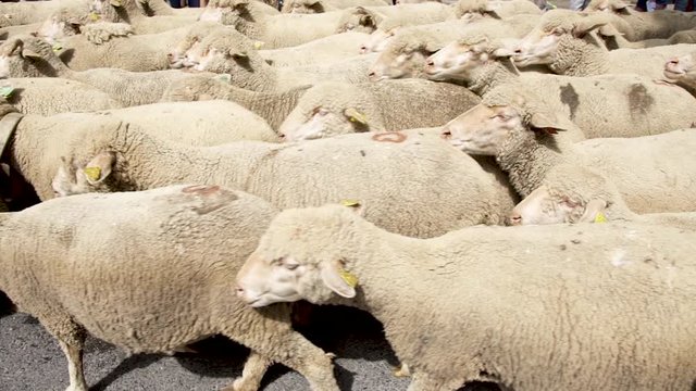 Flock of sheep in slow motion at transhumance festival of Saint-Remy de Provence, France