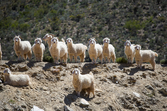 Close up image of Angora goats that supply mohair on a farm in the karoo in south africa