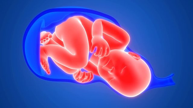 Labor and Vaginal birth Anatomy
