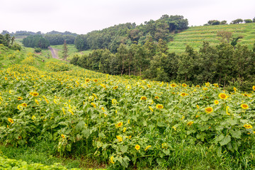 長崎鼻のヒマワリ