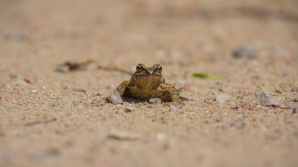 Frog