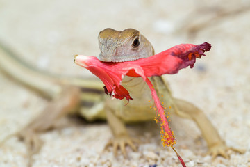 A small lizard on the sand with a hibiscus flower in its teeth
