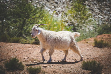 Close up image of Angora goats that supply mohair on a farm in the karoo in south africa