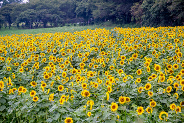 長崎鼻のヒマワリ