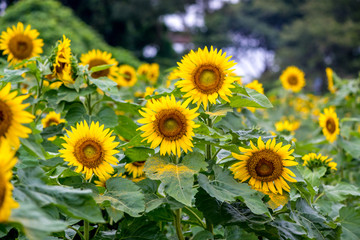 長崎鼻のヒマワリ