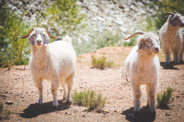 Close up image of Angora goats that supply mohair on a farm in the karoo in south africa