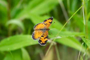 Northern Crescent Butterfly on Leaf in Summer