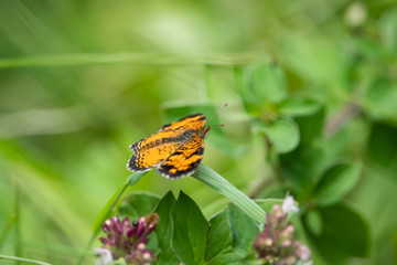 Northern Crescent Butterfly on Leaf in Summer
