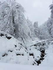 Winter landscape with frozen trees covered in ice and snow.