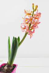 beautiful white flower hyacinth on  White background