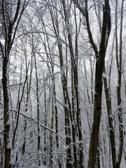 Winter landscape with frozen trees covered in ice and snow.