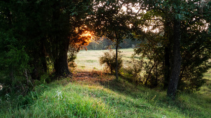 Edge of the forest at sunrise