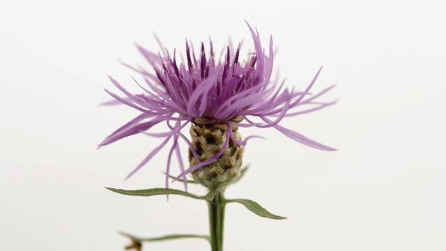 Agrimony isolated on white background. Rotating