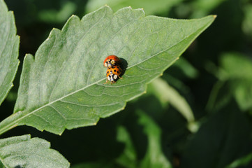 Switzerland: Two lady bugs in love on the leave of a plant in the garden