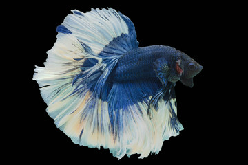 Rhythmic of Betta  siamese fighting fish betta fancy blue Butterfly isolated on black background.