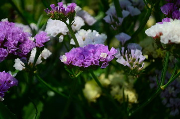 Statice flowers known also as limonium or sea lavender