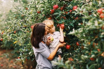 Woman and young boy with blond curly hair picking red delicious apples in the orchard in fall season. Michigan, US © AnaGost