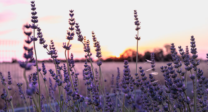 lavender flower at sunset near a wheat field