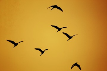 birds flying in the sky