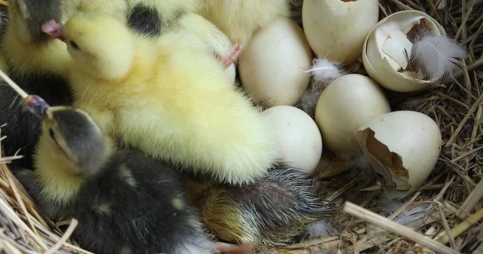 New born baby duck, many hatching ducks, cute yellow ducks in the nest