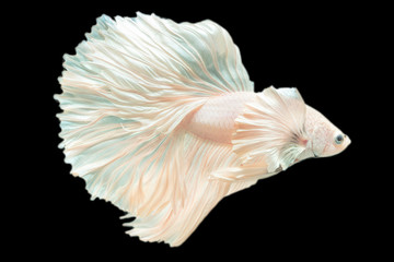 Rhythmic movement of white dumbo ear half moon long tail Betta  isolated on black.
