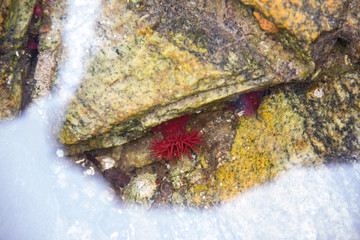 sea polyp