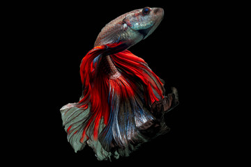 Rhythmic movement of fancy half moon long tail Betta fish isolated on black background.