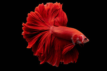 Fototapeta premium Rhythmic movement of Red Hawk over half moon long tail Betta, fish isolated on black.