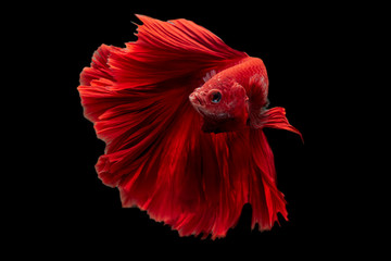 Rhythmic movement of Red Hawk over half moon long tail Betta, fish isolated on black.