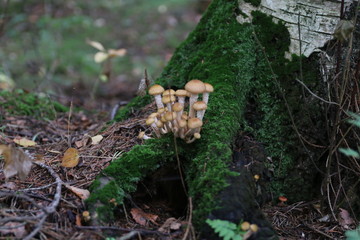 morning in the forest  mushrooms