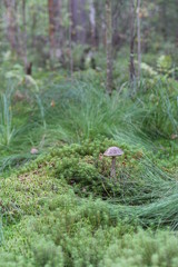 morning in the forest  mushrooms