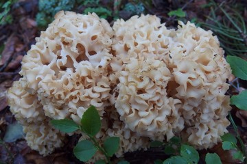 Sparassis crispa, known as cauliflower mushroom. It is not only an edible mushroom, but also a well-known medicinal mushroom. 