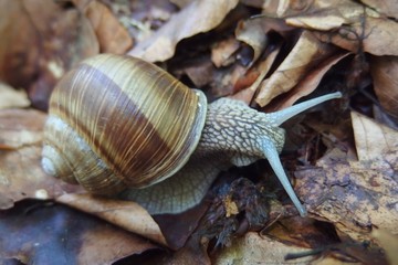 Helix pomatia in the leaves in forest.  Common names the Roman snail, Burgundy snail, edible snail or escargot. 