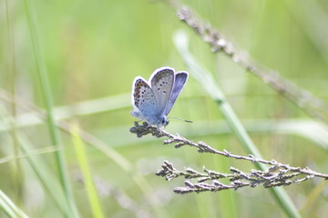 Bläuling