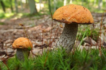 Two mushrooms (little and big) Leccinum versipelle, also known as Boletus testaceoscaber or the orange birch bolete - edible and very tasty.