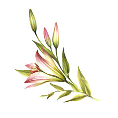 Obraz premium The image of a lilies. Hand draw watercolor illustration