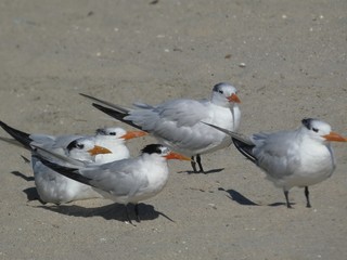 Cute Common Terns Enjoying the Beach on a Summer Day