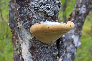 Tinder fungus on a birch trunk in the North of Siberia