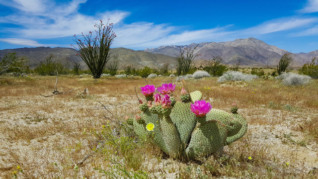 Blooms of Anza Borrego.