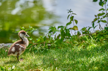 Close-Up Of Baby Duck On Field By Lake