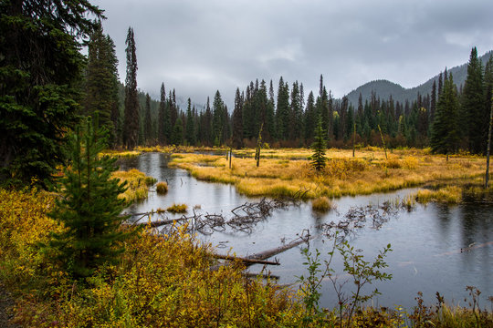Swamp in autumn time. Yellow grass.