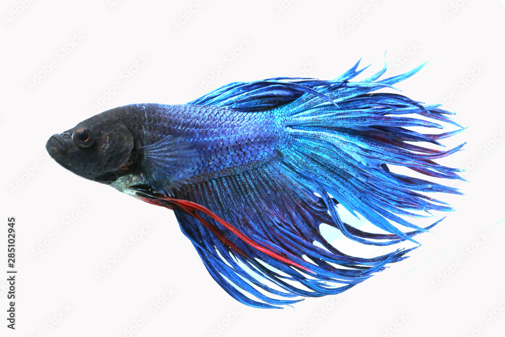 Wall mural beautiful and colorful blue tail fish. - Wall murals