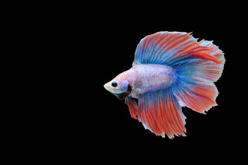 Blue-orange fighting fish and black background