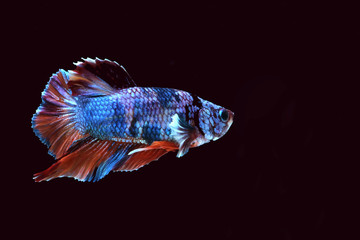 Thai fighting fish, many colors, beautiful