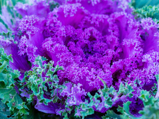 Obraz premium Flowering decorative purple-pink cabbage plant in garden. Ornamental cabbages. Winter flowers. Coloured leaves of ornamental cabbage. Crimson decorative cabbage.Ornamental kale.