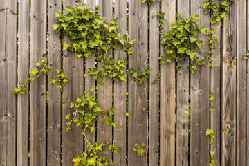 Plantes grimpantes sur fond texture bois © Romain TALON