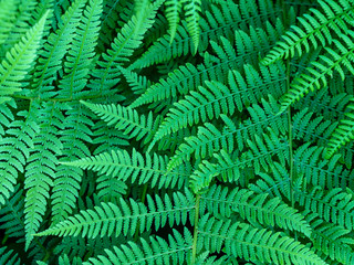 beautyful ferns leaves green foliage natural floral fern background..