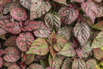 Fond naturel composé de feuilles vertes et violettes