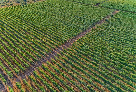 Aerial view of the vineyards in Oklaj, in Croatia