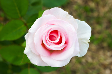 Pink rose in the garden. Top view with copy space.